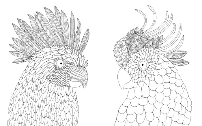 Birds of paradise coloring book