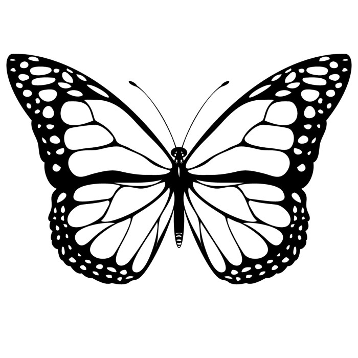 Butterfly coloring book images