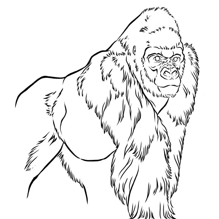 Easy gorilla animal coloring pages