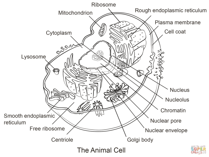 Plant cell and animal cell coloring sheet