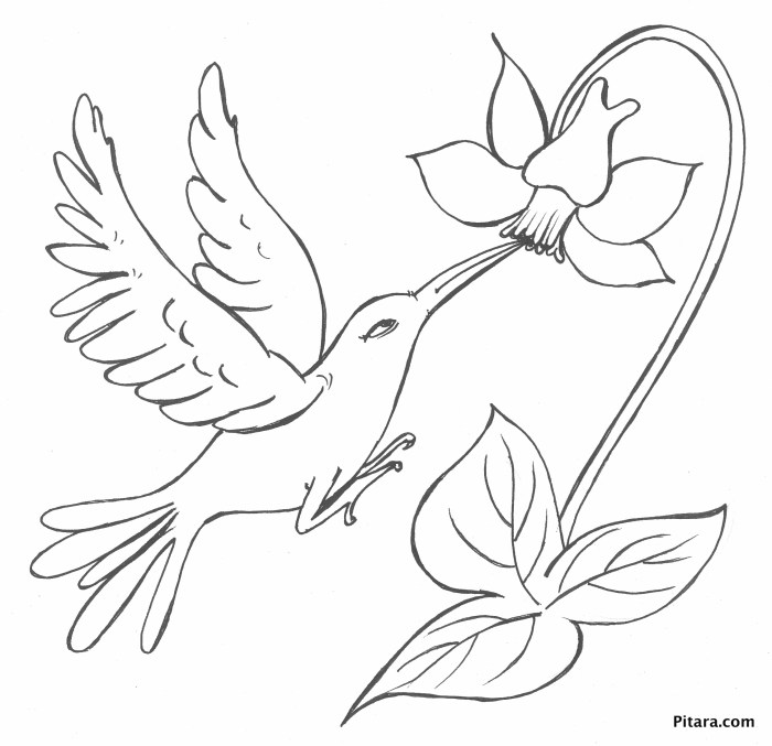 Birds of paradise coloring book