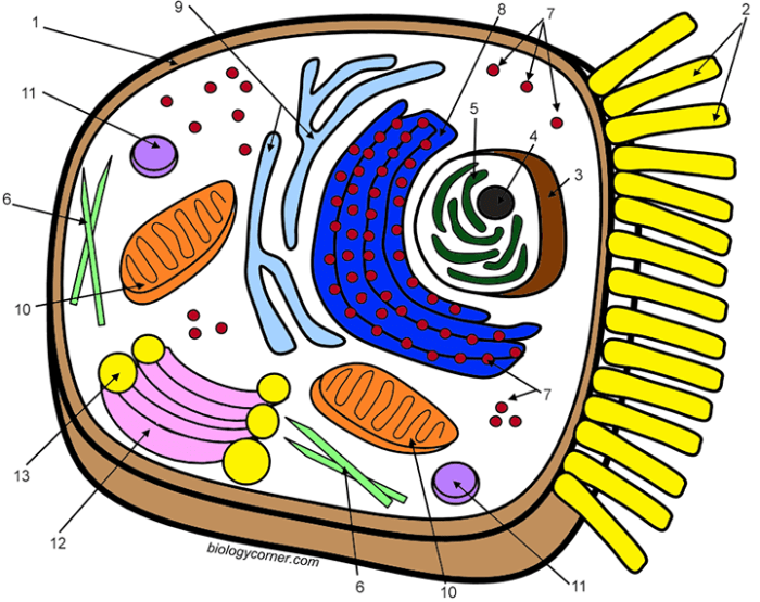 Biology corner animal cell coloring key