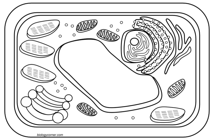 Plant cell and animal cell coloring sheet