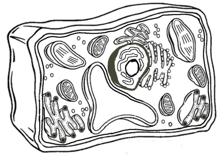 Plant cell and animal cell coloring sheet