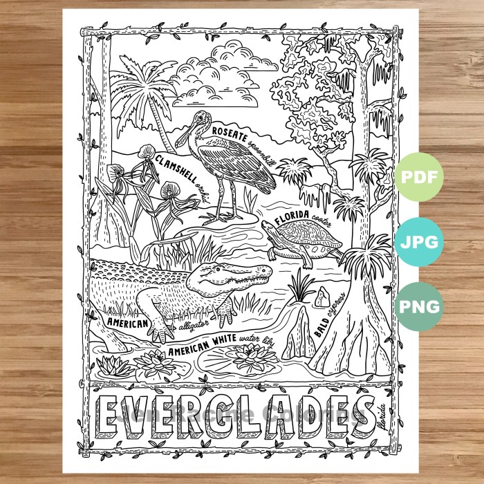 Everglades animal coloring pages