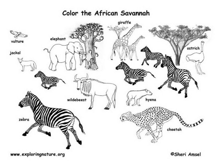 Downloadable coloring pages african animals